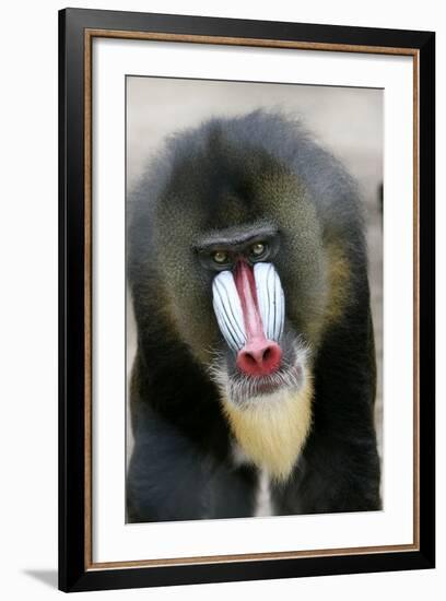 Mandrill Close-Up of Face-null-Framed Photographic Print