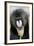 Mandrill Close-Up of Face-null-Framed Photographic Print