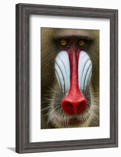 Mandrill Male (Mandrillus Sphinx) Close Up Face Portrait, Lekedi National Park, Gabon-Mark Macewen-Framed Photographic Print