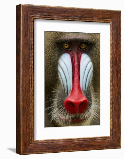 Mandrill Male (Mandrillus Sphinx) Close Up Face Portrait, Lekedi National Park, Gabon-Mark Macewen-Framed Photographic Print