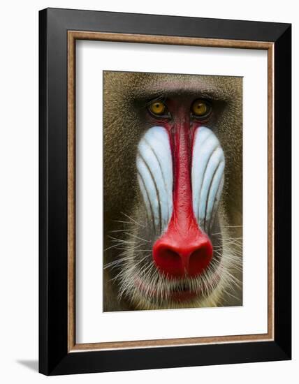 Mandrill Male (Mandrillus Sphinx) Close Up Face Portrait, Lekedi National Park, Gabon-Mark Macewen-Framed Photographic Print