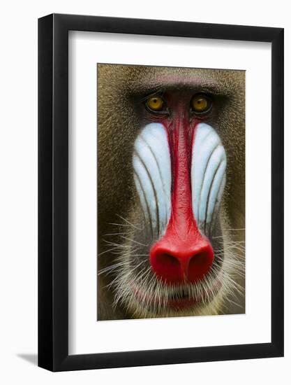 Mandrill Male (Mandrillus Sphinx) Close Up Face Portrait, Lekedi National Park, Gabon-Mark Macewen-Framed Photographic Print