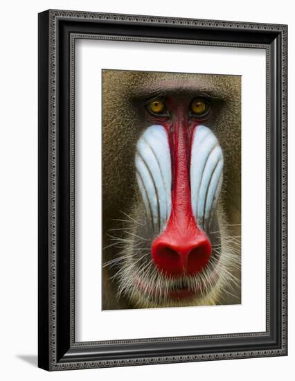 Mandrill Male (Mandrillus Sphinx) Close Up Face Portrait, Lekedi National Park, Gabon-Mark Macewen-Framed Photographic Print