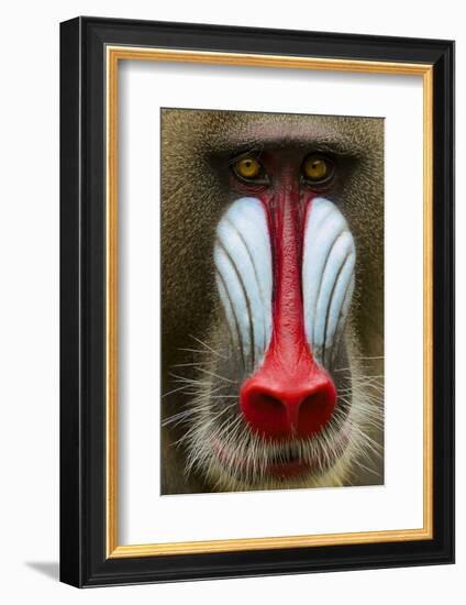 Mandrill Male (Mandrillus Sphinx) Close Up Face Portrait, Lekedi National Park, Gabon-Mark Macewen-Framed Photographic Print