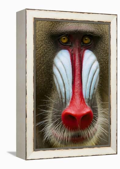 Mandrill Male (Mandrillus Sphinx) Close Up Face Portrait, Lekedi National Park, Gabon-Mark Macewen-Framed Premier Image Canvas