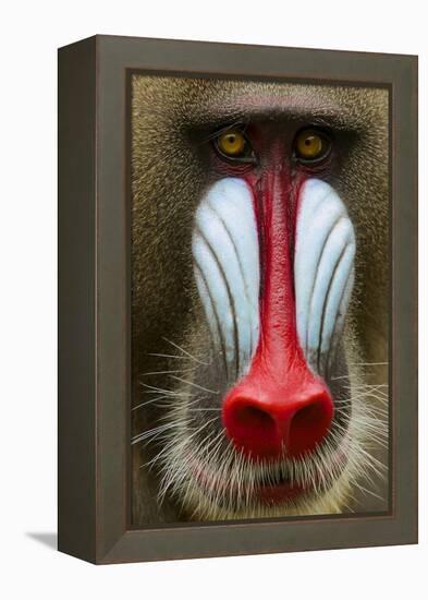 Mandrill Male (Mandrillus Sphinx) Close Up Face Portrait, Lekedi National Park, Gabon-Mark Macewen-Framed Premier Image Canvas