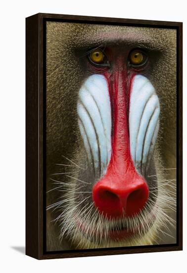 Mandrill Male (Mandrillus Sphinx) Close Up Face Portrait, Lekedi National Park, Gabon-Mark Macewen-Framed Premier Image Canvas