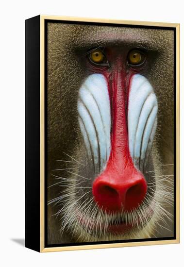 Mandrill Male (Mandrillus Sphinx) Close Up Face Portrait, Lekedi National Park, Gabon-Mark Macewen-Framed Premier Image Canvas