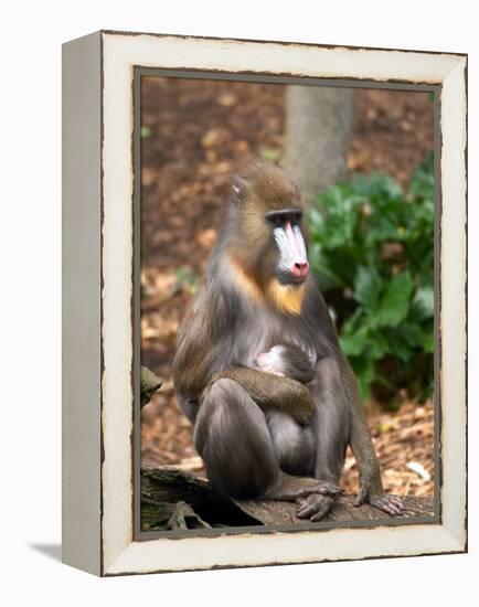 Mandrill Mother and Baby, Australia-David Wall-Framed Premier Image Canvas