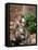 Mandrill Mother and Baby, Australia-David Wall-Framed Premier Image Canvas