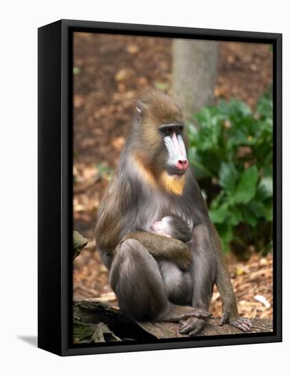 Mandrill Mother and Baby, Australia-David Wall-Framed Premier Image Canvas