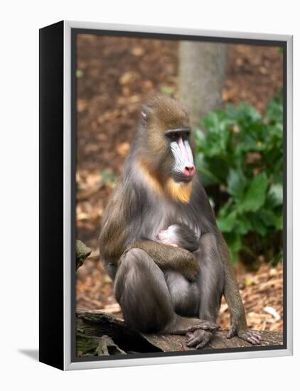 Mandrill Mother and Baby, Australia-David Wall-Framed Premier Image Canvas