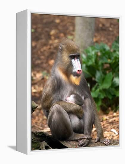 Mandrill Mother and Baby, Australia-David Wall-Framed Premier Image Canvas