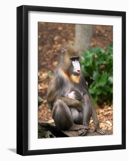 Mandrill Mother and Baby, Australia-David Wall-Framed Photographic Print