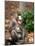 Mandrill Mother and Baby, Australia-David Wall-Mounted Photographic Print