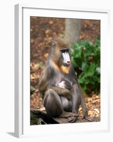 Mandrill Mother and Baby, Australia-David Wall-Framed Photographic Print