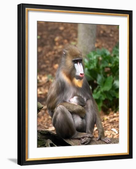 Mandrill Mother and Baby, Australia-David Wall-Framed Photographic Print