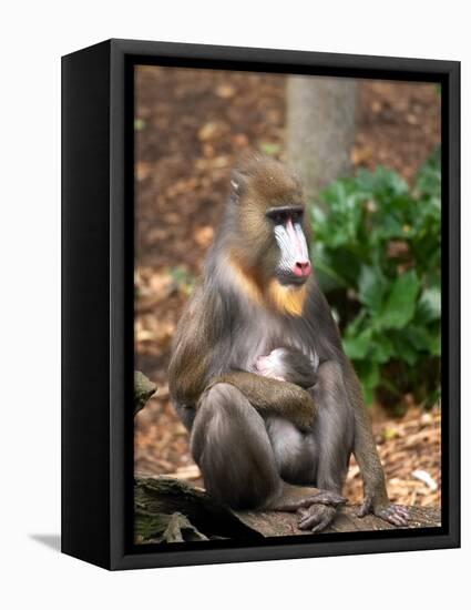 Mandrill Mother and Baby, Australia-David Wall-Framed Premier Image Canvas