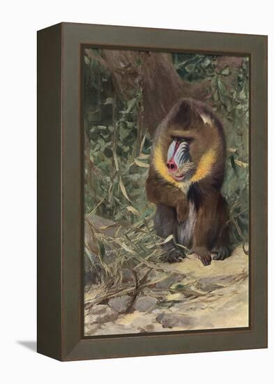 Mandrill-null-Framed Stretched Canvas