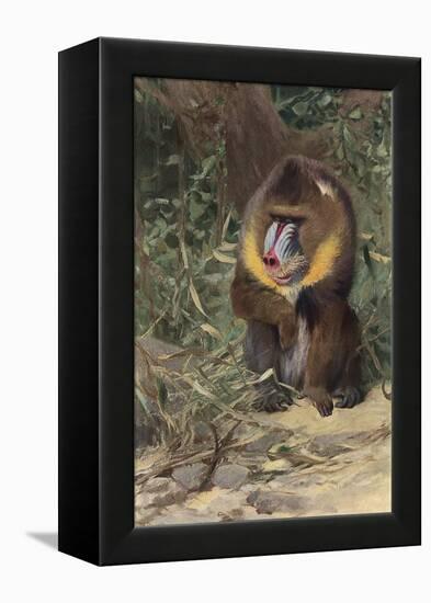 Mandrill-null-Framed Stretched Canvas