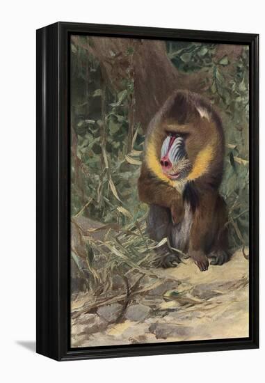 Mandrill-null-Framed Stretched Canvas