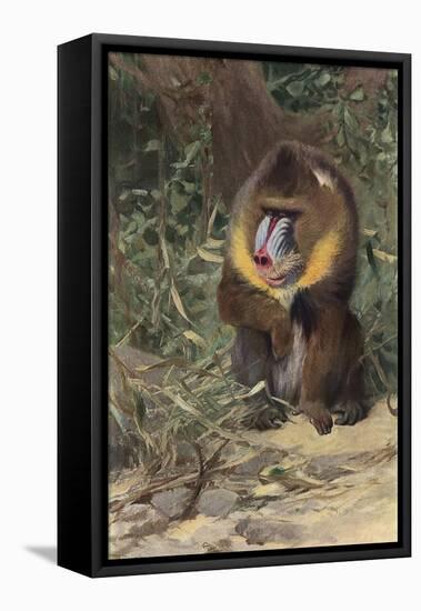 Mandrill-null-Framed Stretched Canvas