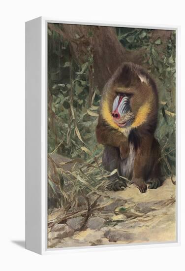 Mandrill-null-Framed Stretched Canvas
