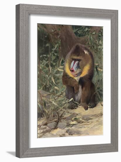 Mandrill-null-Framed Art Print