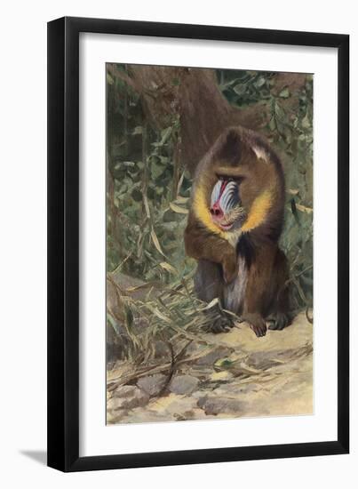 Mandrill-null-Framed Art Print