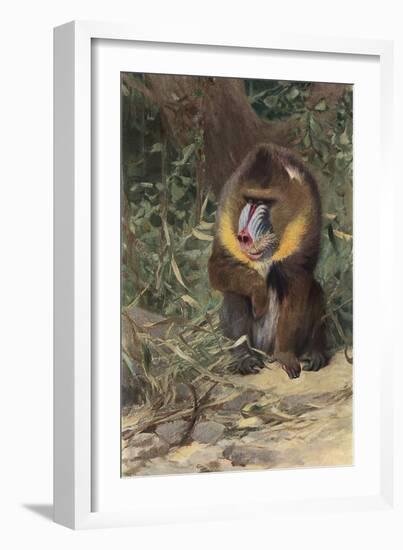 Mandrill-null-Framed Art Print