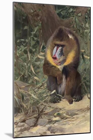 Mandrill-null-Mounted Art Print