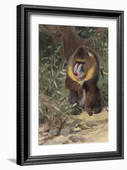 Mandrill-null-Framed Art Print