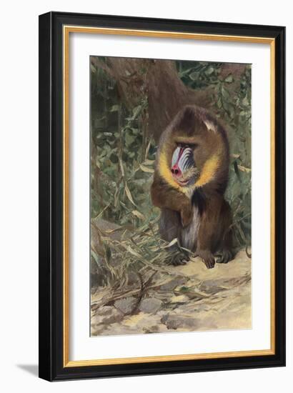 Mandrill-null-Framed Art Print