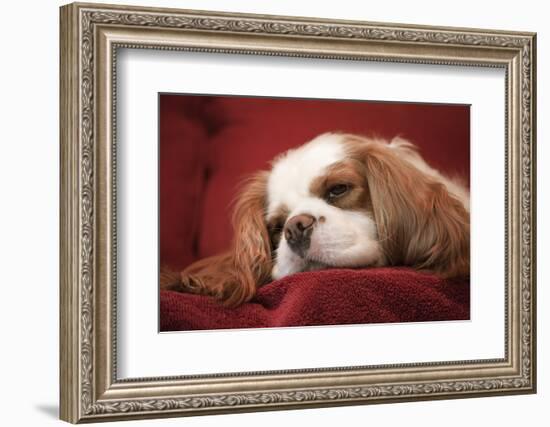 Mandy, a Cavalier King Charles Spaniel sleeping on a towel-covered sofa.-Janet Horton-Framed Photographic Print