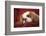 Mandy, a Cavalier King Charles Spaniel sleeping on a towel-covered sofa.-Janet Horton-Framed Photographic Print