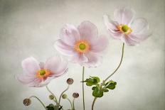 Cosmos-Mandy Disher-Stretched Canvas