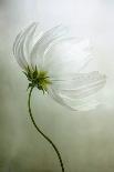 Hydrangea Paniculata-Mandy Disher-Photographic Print