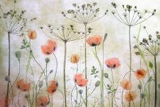 Ladybird Poppies-Mandy Disher-Photographic Print