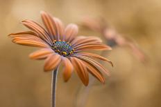 Poppy Meadow-Mandy Disher-Framed Photographic Print