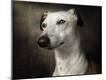 Photographic Print
