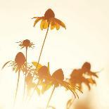 Sundown Flowers-Mandy Lynne-Art Print