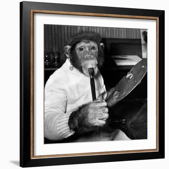 Mandy the Chimpanzee-null-Framed Photographic Print