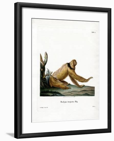 Maned Sloth-null-Framed Giclee Print