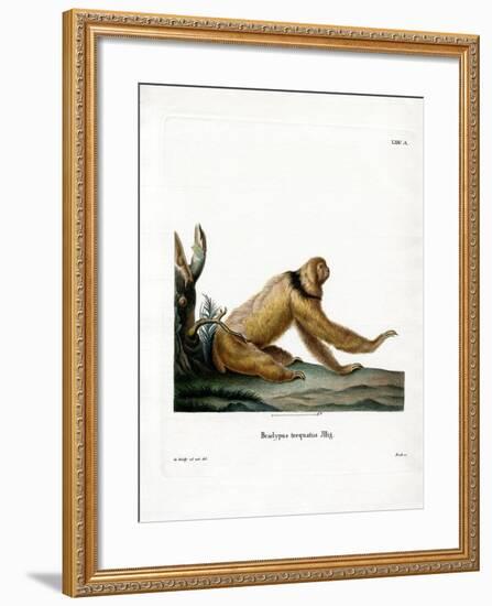 Maned Sloth-null-Framed Giclee Print