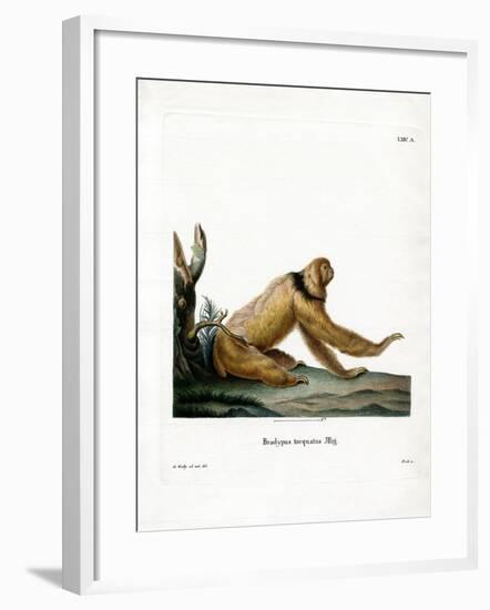 Maned Sloth-null-Framed Giclee Print