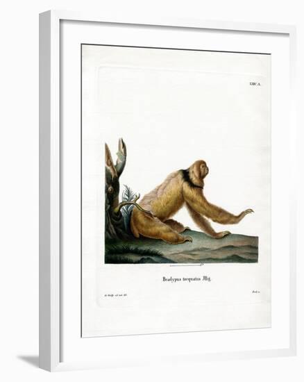 Maned Sloth-null-Framed Giclee Print