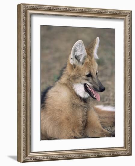 Maned Wolf, Argentina-Gabriel Rojo-Framed Photographic Print