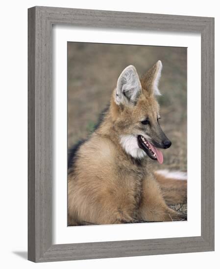 Maned Wolf, Argentina-Gabriel Rojo-Framed Photographic Print