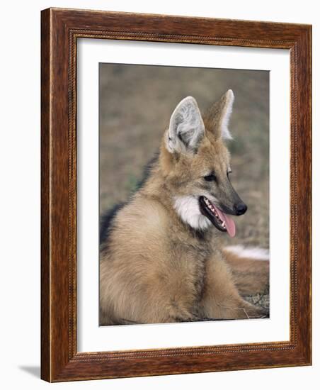 Maned Wolf, Argentina-Gabriel Rojo-Framed Photographic Print