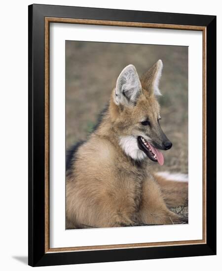 Maned Wolf, Argentina-Gabriel Rojo-Framed Photographic Print